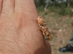 Pycnodictya galinieri