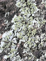 Physcia erumpens