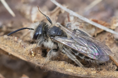 Andrena erythronii