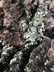 Physcia erumpens