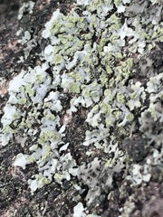 Physcia erumpens