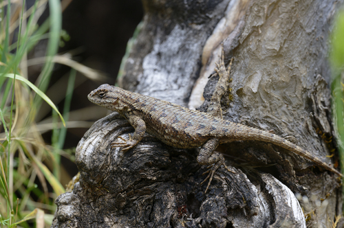 iNaturalist observation photo of Western Fence Lizard