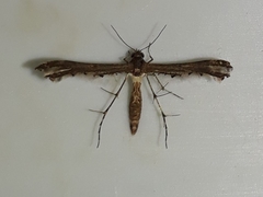 Michaelophorus indentatus