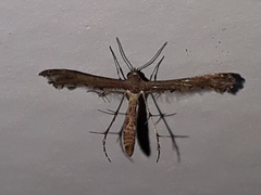 Michaelophorus indentatus