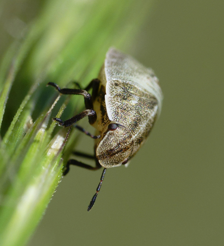 iNaturalist observation photo of Stink Bugs, Shield Bugs, and Allies