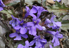 Ajuga makinoi