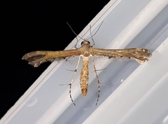 Michaelophorus indentatus