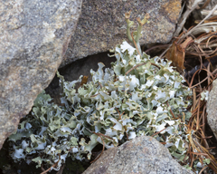 Cladonia turgida