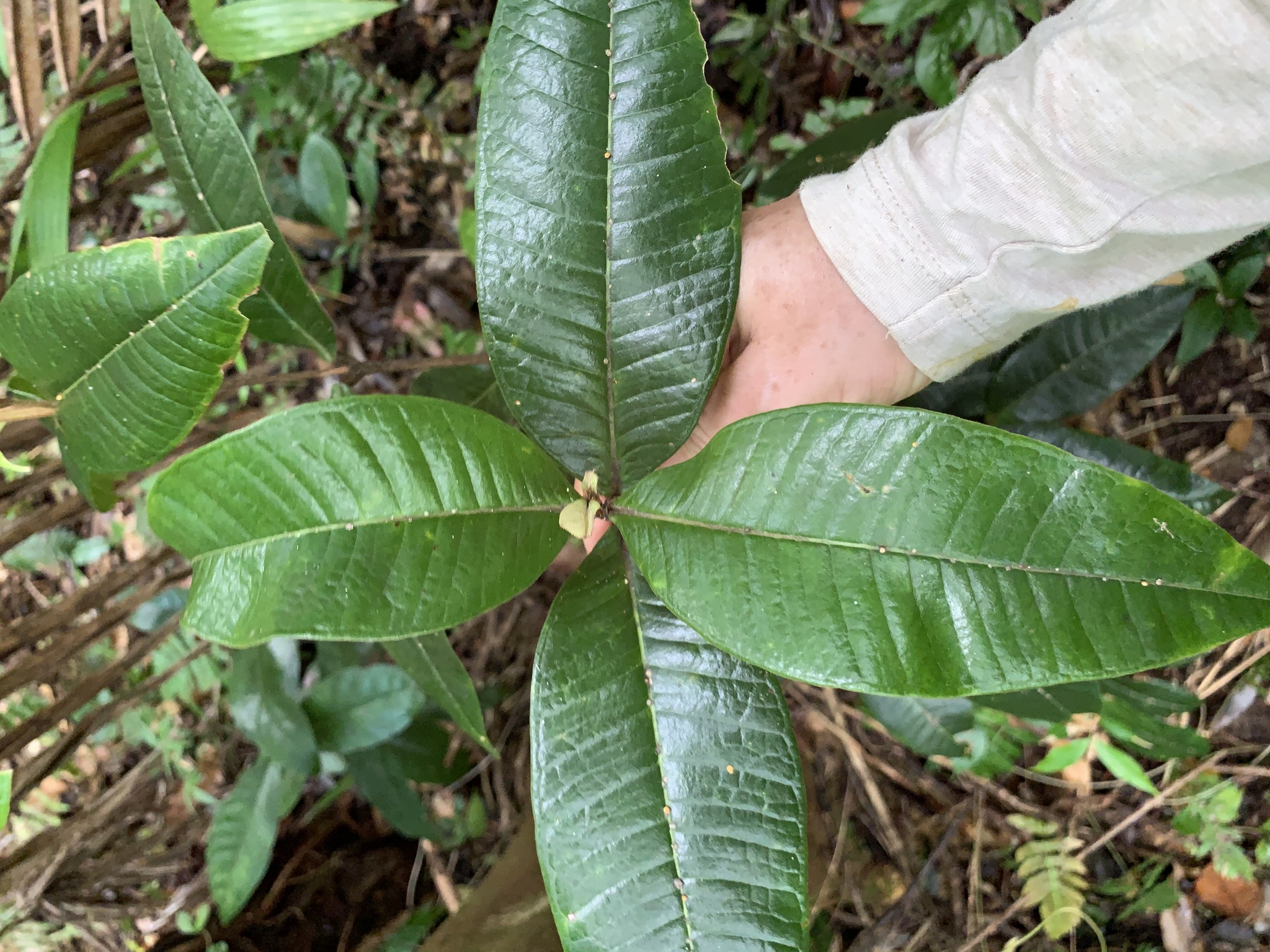 Myrcia deflexa
