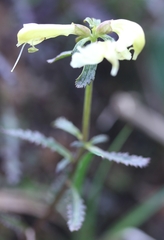 Pedicularis lapponica