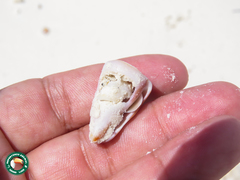 Conus lividus
