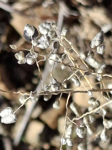 Dew Grass