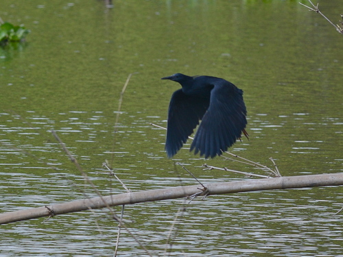 iNaturalist image