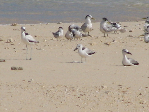iNaturalist image