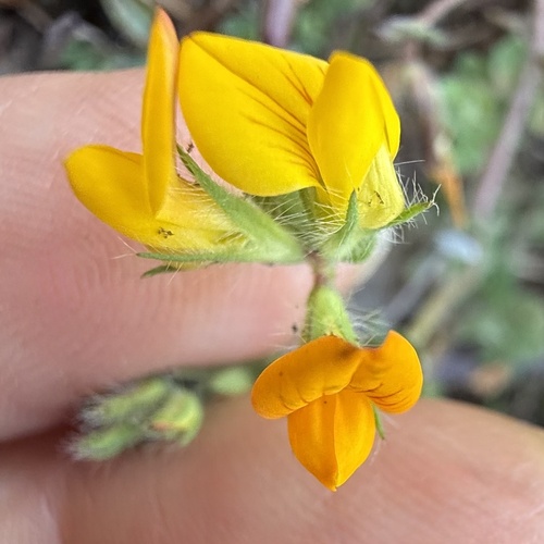 Lotus subbiflorus observed 2026-06-07