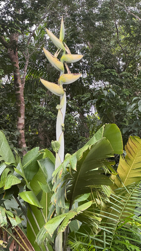 Phenakospermum guyannense