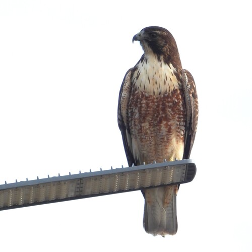 Variable Hawk