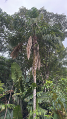 Syagrus orinocensis