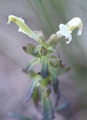 Pedicularis lapponica