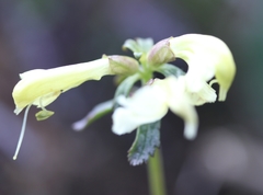 Pedicularis lapponica