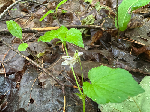 Viola rostrata, 2026-06-06