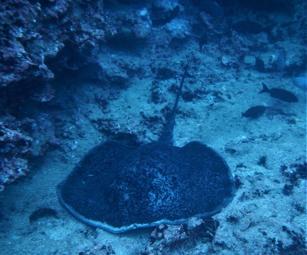 Photo of Round ribbontail ray (Taeniurops meyeni)