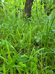 (c) Shanze Yoell, some rights reserved (CC BY) Carex hirtifolia, photograph (c) Shanze Yoell, some rights reserved (CC BY)