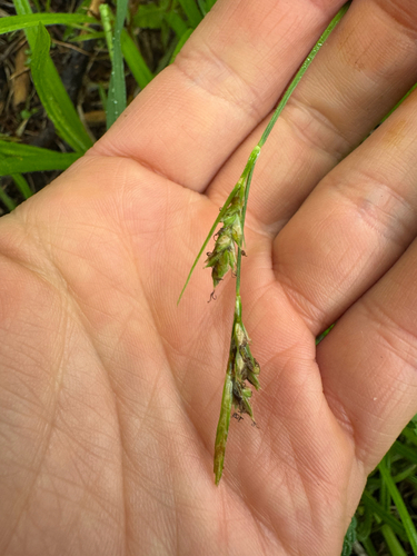 Carex hirtifolia, photograph 2