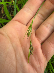 (c) Shanze Yoell, some rights reserved (CC BY) Carex hirtifolia, photograph (c) Shanze Yoell, some rights reserved (CC BY)