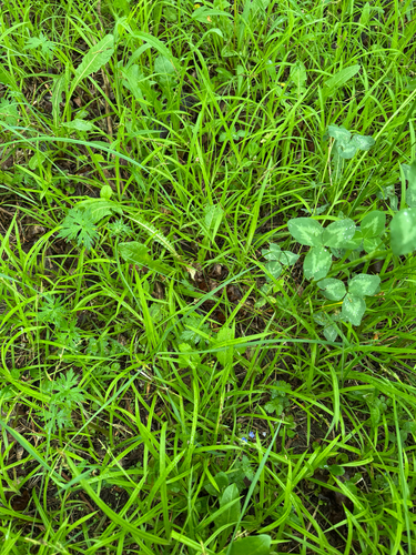 Carex hirtifolia, photograph 3
