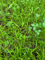 (c) Shanze Yoell, some rights reserved (CC BY) Carex hirtifolia, photograph (c) Shanze Yoell, some rights reserved (CC BY)