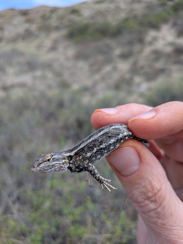 Prairie Lizard