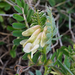 Vicia pannonica pannonica - Photo 由 Patrick Hacker 所上傳的 (c) Patrick Hacker，保留部份權利CC BY