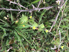 Ceratocephala testiculata