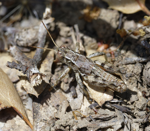 iNaturalist observation photo of Melanoplini