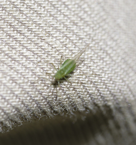 iNaturalist observation photo of Aphids