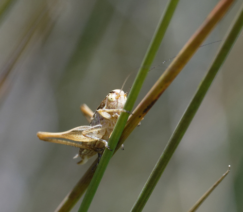 iNaturalist observation photo of Brown-spotted Bush-cricket