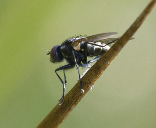 iNaturalist observation photo of Flies