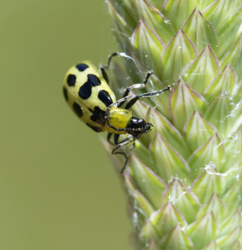 iNaturalist observation photo of Spotted Cucumber Beetle