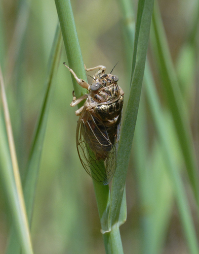 iNaturalist observation photo of Okanagana