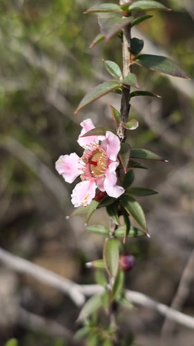 Leptospermum squarrosum, photograph 6