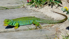 Timon lepidus ibericus