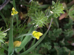 Ceratocephala testiculata