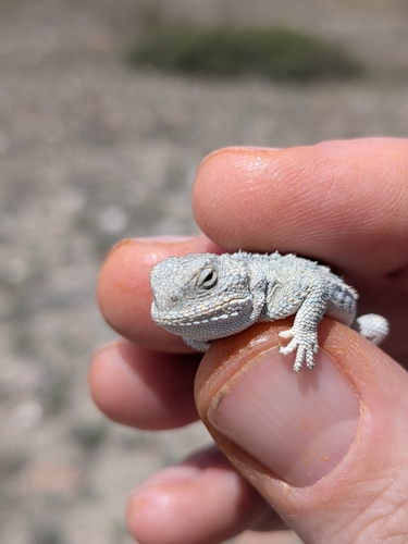 Greater Short-horned Lizard