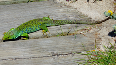 Timon lepidus ibericus