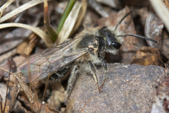 Andrena erythronii