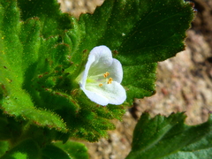 Phacelia viscida albiflora