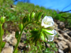 Phacelia viscida albiflora