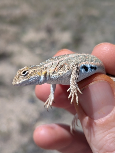 Western Earless Lizard