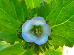 Phacelia viscida albiflora